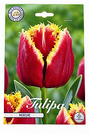 Čebulice tulipana 'Mercure'