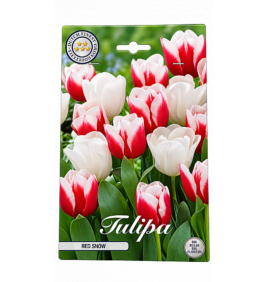 Tulipa Red Snow x10; 12/+