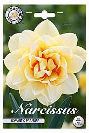 Čebulice narcise 'Double Paradise''