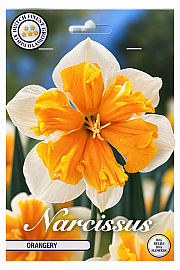 Čebulice narcis 'Orangery'