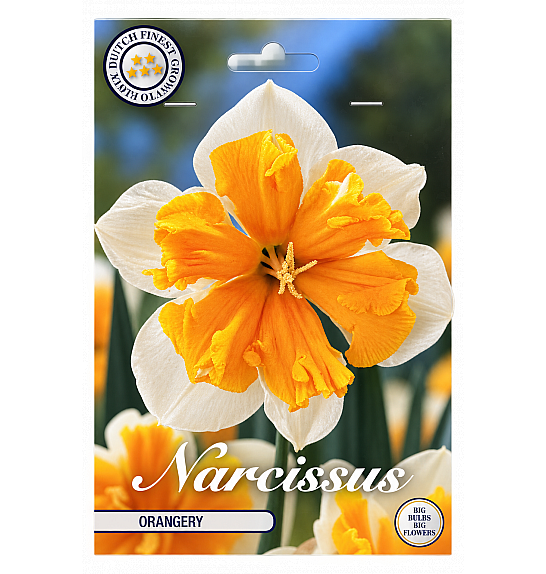 Narcis Splitcrown Orangery x5; 14/16