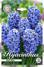 Čebulice hijacint 'Delft Blue'