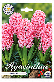 Čebulice hijacinte 'Fondant'