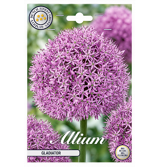Allium Gladiator x2; 20/+