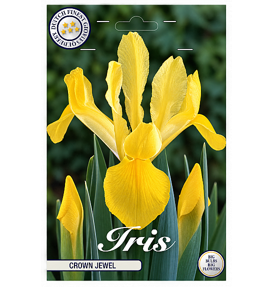 Iris Hollandica Crown Jewel x15; 8/9
