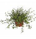 Muehlenbeckia australis