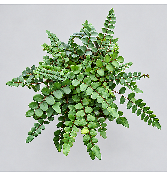 Pellaea rutondifolia; Ø12 cm