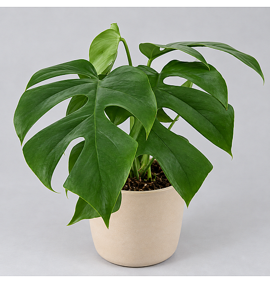 Monstera deliciosa 'Little Sister'; Ø12 cm