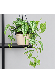 Monstera Siltepecana