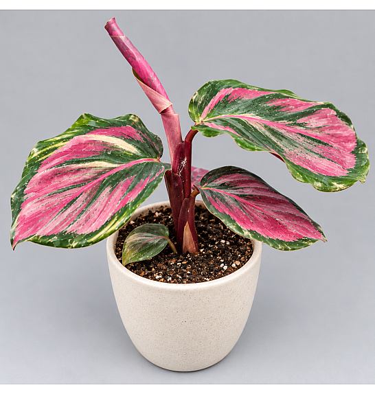Calathea roseopicta Crimson; Ø9 cm