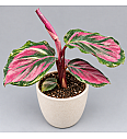 Kalateja 'Crimson'