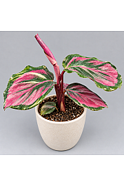 Kalateja 'Crimson'