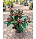 Skimmia japonica Rubella