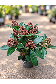 Skimmia japonica Rubella
