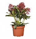 Skimmia japonica Rubella