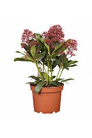 Skimmia japonica Rubella