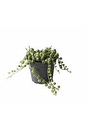 String of Pearls