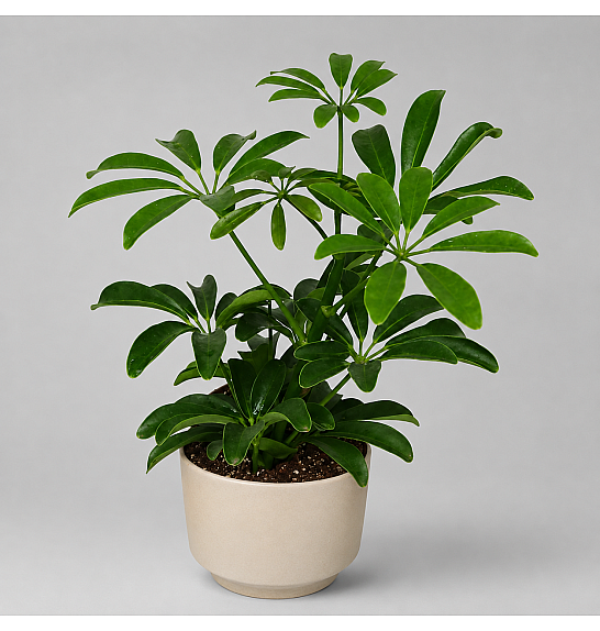 Schefflera arboricola; Ø14 cm