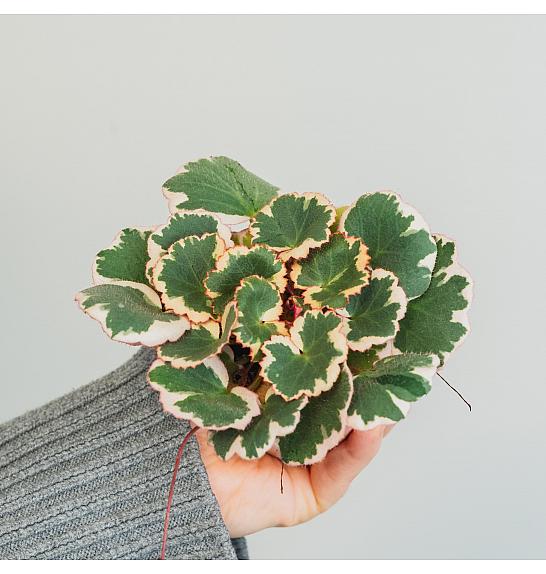 Saxifraga stolonifera Tricolor; Ø6 cm; 11 cm