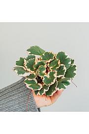 Strawberry begonia