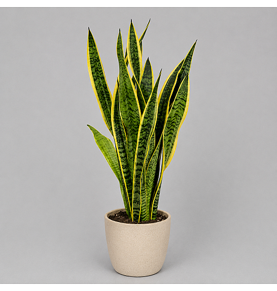 Sansevieria trif. Laurentii;  Ø17 cm