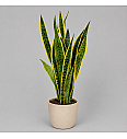 Sansevieria trif. Laurentii