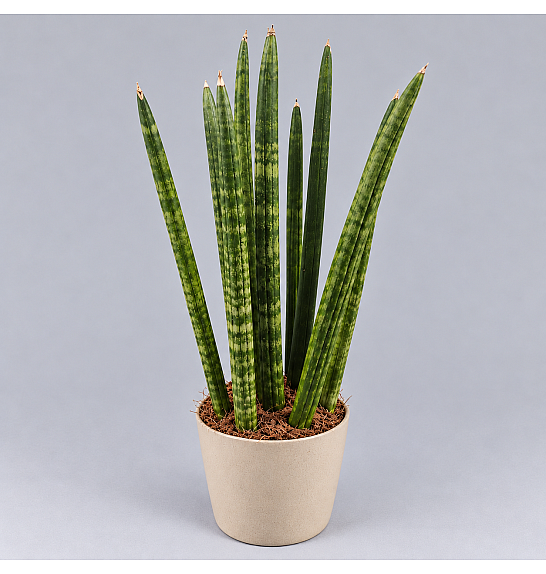SANSEVERIA CYLINDRICA; Ø9