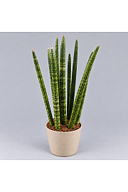 Sanseveria 'Cylindrica' 