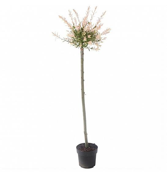 Salix integra Hakuro Nishiki C5 Lit. 100-125 cm na steblu 100 cm