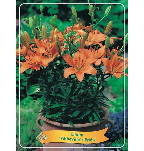 Lilium Abbevilles Pride Ø11