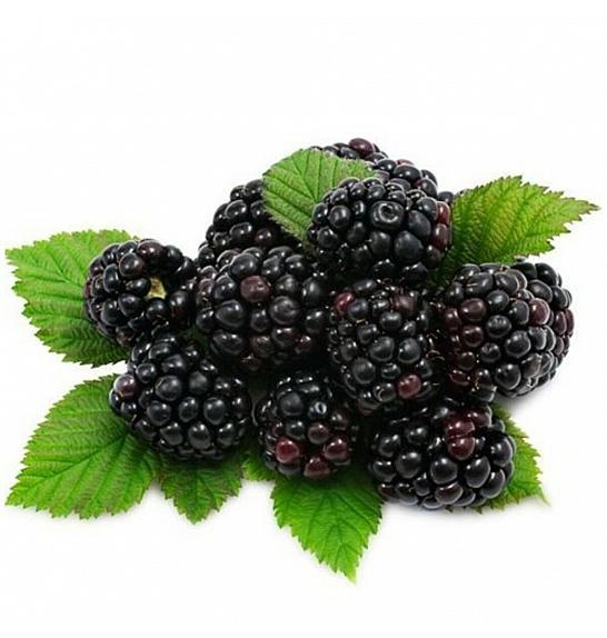 Rubus fruticosus Loch Ness C2 Lit. 30-40 cm