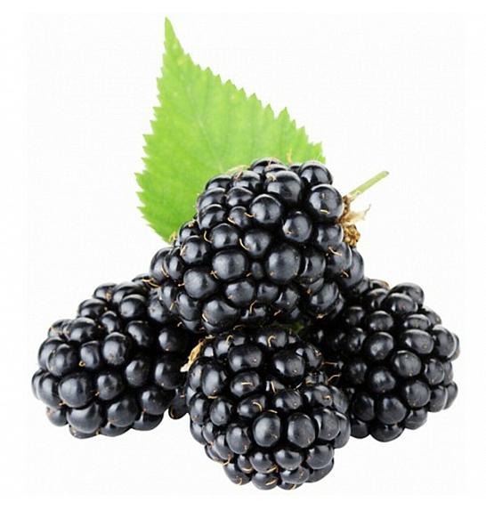 Rubus fruticosus Chester Thornless C2 Lit. 30-40 cm