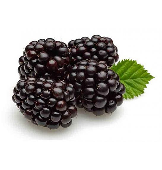 Rubus fruticosus Dirksen C2 Lit. 30-40 cm