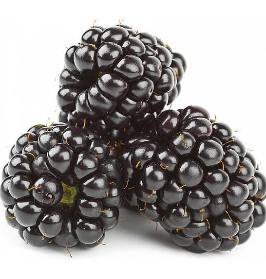 Rubus fruticosus Quachita C2 Lit. 30-40 cm