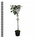 Ribes rubrum Werdavia C5 Lit. Na steblu 60 cm