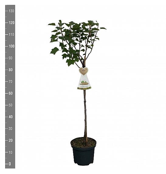 Ribes rubrum Werdavia C5 Lit. Na steblu 60 cm