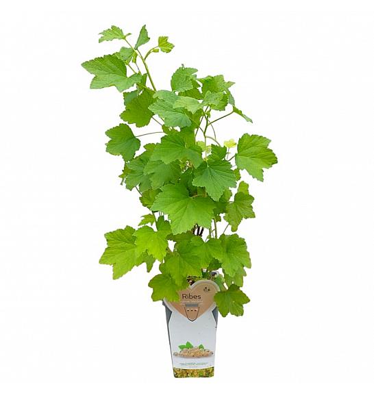 Ribes rubrum Werdavia C2 Lit. 30-40 cm