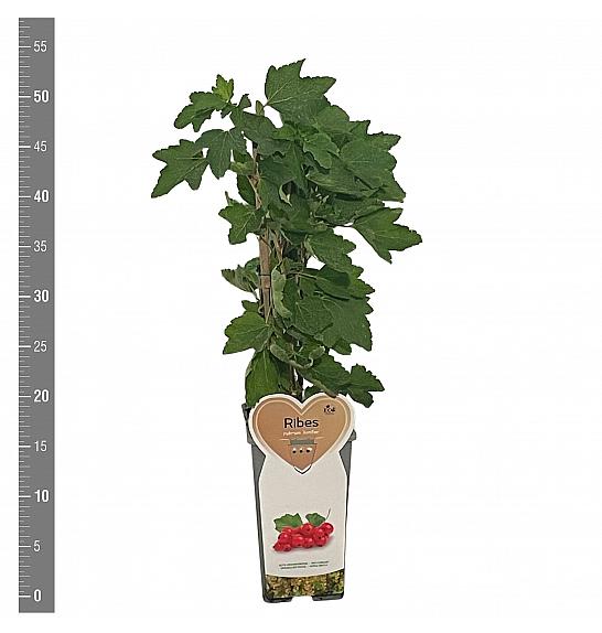 Ribes rubrum Junifer C2 Lit. 30-40 cm