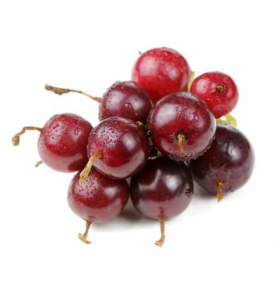 Ribes nidigrolaria Josta C2 Lit. 30-40 cm