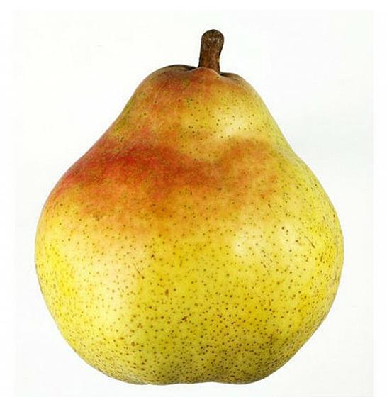 Pyrus communis Williams C5 Lit. 80-100 cm Patio