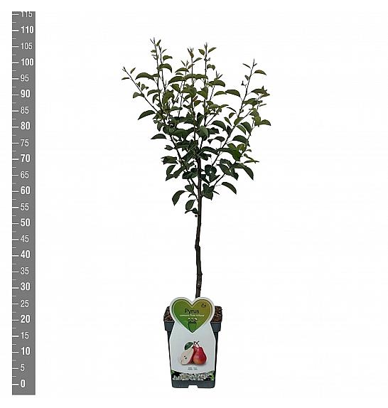 Pyrus communis Williams C5 Lit. 80-100 cm Patio
