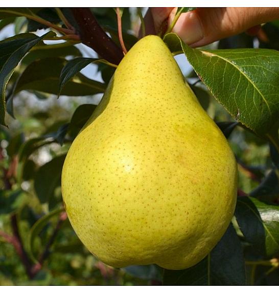 Pyrus communis Condo C5 Lit. 80-100 cm Stebričasta