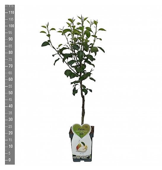 Pyrus communis Clapps Favourite C5 Lit. 80-100 cm Patio