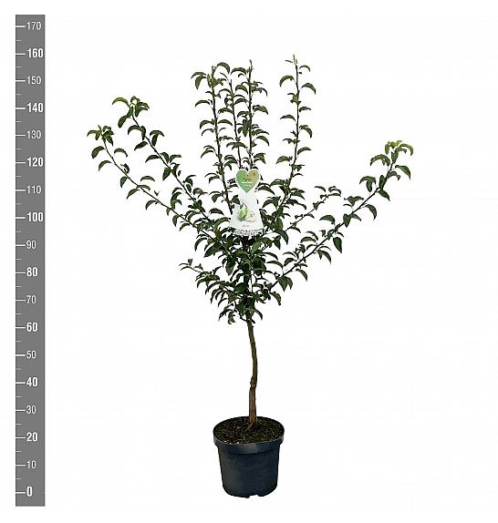 Pyrus communis Charneux C7,5 Lit. 125-150 cm