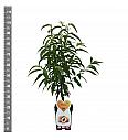 Pritlikava breskev Suncrest