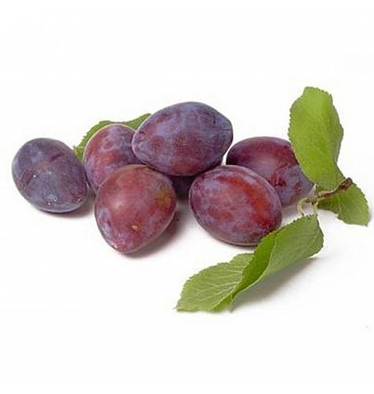 Prunus domestica President C5 Lit. 80-100 cm Patio
