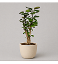 Aralia Fabian