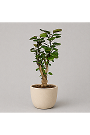 Aralia Fabian
