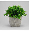 Baby Panda Grass
