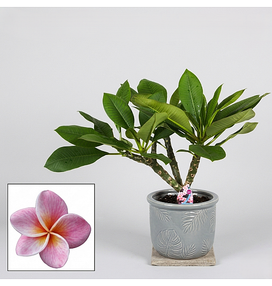Plumeria rubra Hawaiian; Ø17 cm